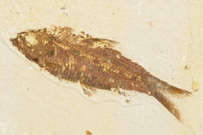 Detailed Fossil Fish (Knightia) - Wyoming #186480